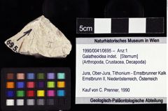 Foto (Objket + Etiketten) von Galatheoidea indet. 